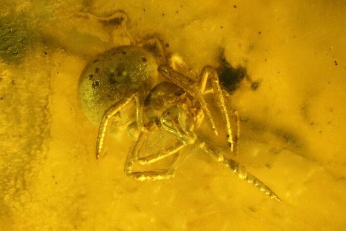 Fossil Spider (Araneae) in Baltic Amber #139052